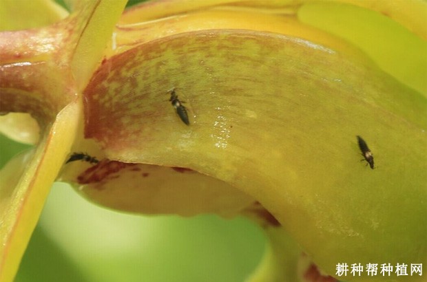 黄花菜如何防治蓟马? 黄花菜如何防治蓟马?