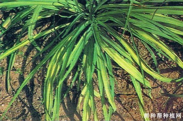 黄花菜病毒病如何防治? 黄花菜病毒病如何防治?