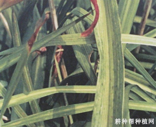 黄花菜病毒病如何防治? 黄花菜病毒病如何防治?
