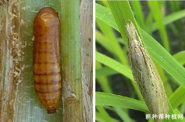 慈姑如何防治二化螟？