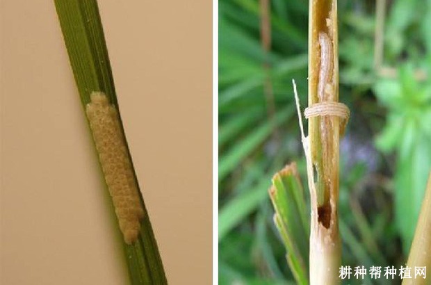 慈姑如何防治二化螟？