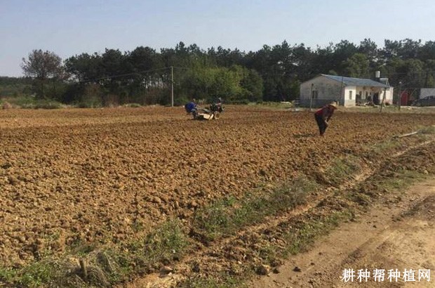 枸杞如何采用硬枝扦插育苗? 枸杞如何采用硬枝扦插育苗?