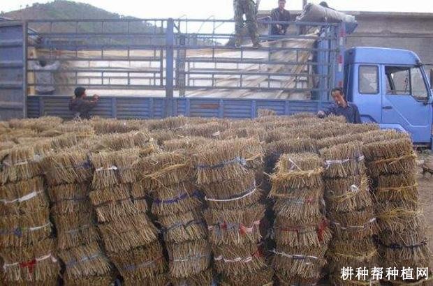 枸杞如何采用硬枝扦插育苗? 枸杞如何采用硬枝扦插育苗?