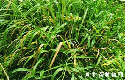 黄花菜根腐病如何防治？