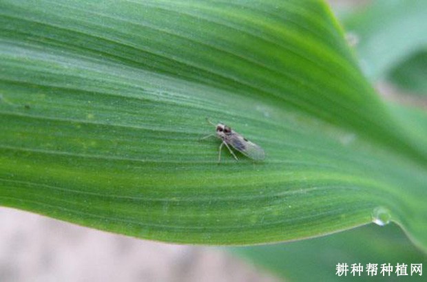 慈姑如何防治灰飞虱? 慈姑如何防治灰飞虱?