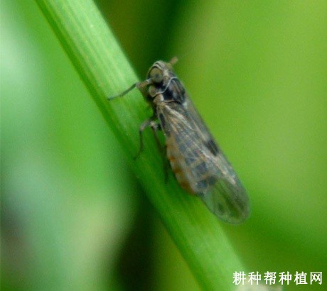 慈姑如何防治灰飞虱? 慈姑如何防治灰飞虱?