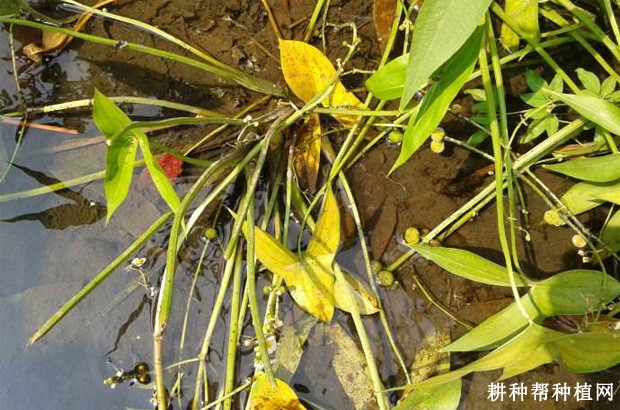 慈姑如何防治灰飞虱? 慈姑如何防治灰飞虱?