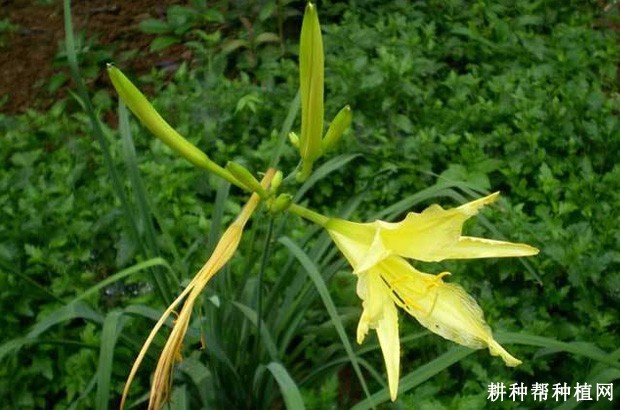 黄花菜霉杆病如何防治? 黄花菜霉杆病如何防治?