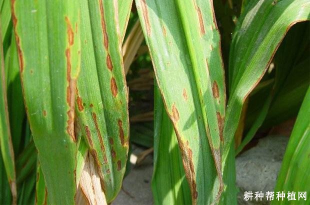 黄花菜炭疽病如何防治？