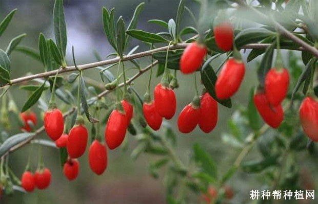 如何用枸杞种子育苗? 如何用枸杞种子育苗?