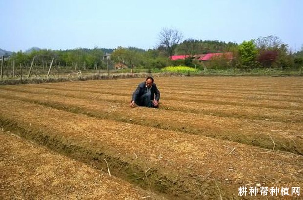 如何用枸杞种子育苗? 如何用枸杞种子育苗?