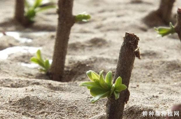 温度对枸杞生长发育有哪些影响？
