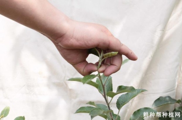 枸杞有几种修剪方法？