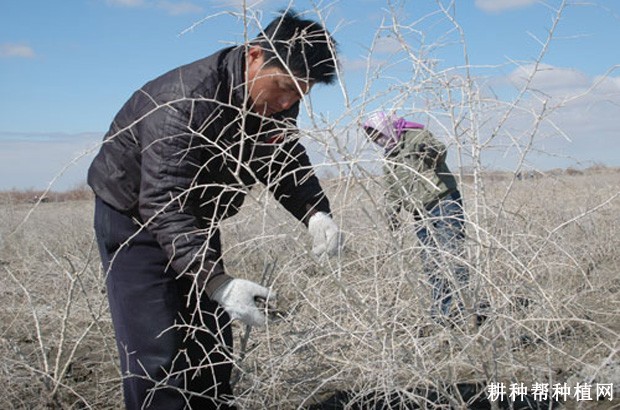 枸杞有几种修剪方法？