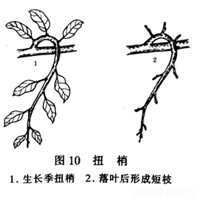 枸杞有几种修剪方法？