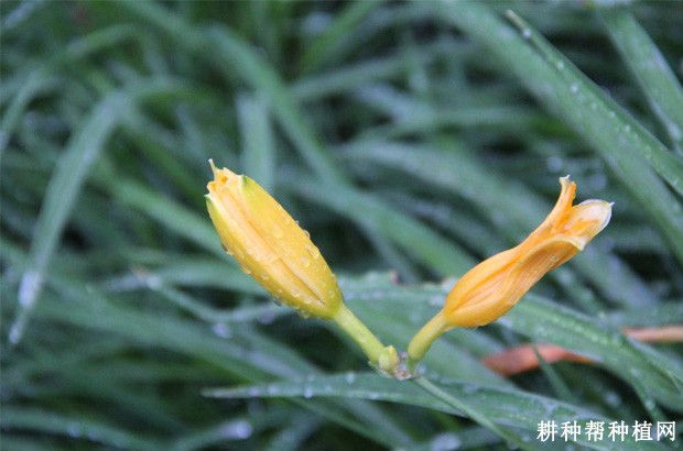 黄花菜黑斑病如何防治? 黄花菜黑斑病如何防治?