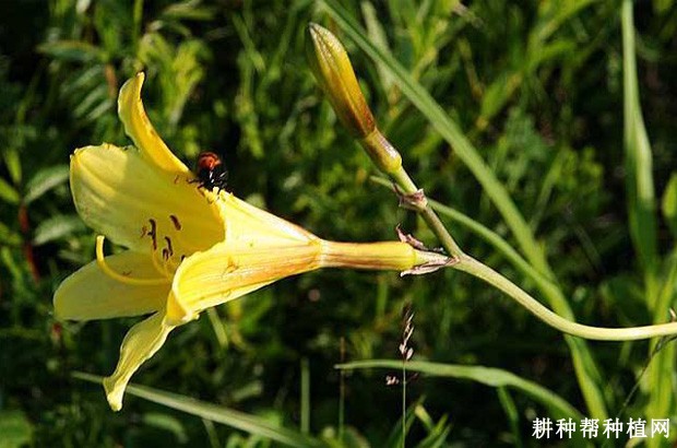 黄花菜黑斑病如何防治? 黄花菜黑斑病如何防治?