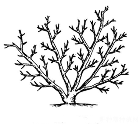 枸杞常用的树形有几种？