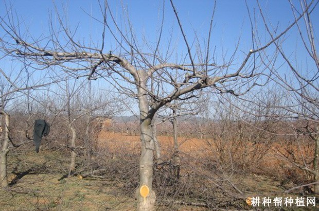 枸杞常用的树形有几种？