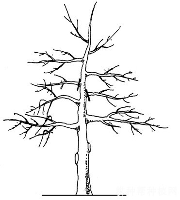 枸杞常用的树形有几种？