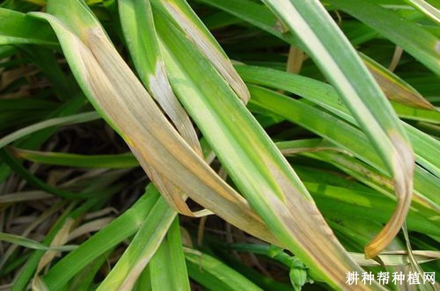 黄花菜叶枯病如何防治？