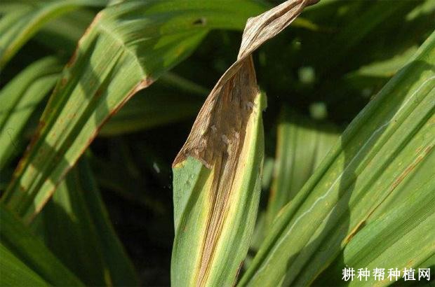 黄花菜叶枯病如何防治？