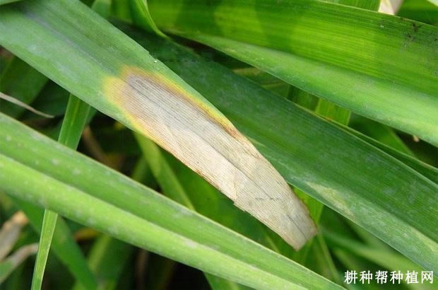 黄花菜叶枯病如何防治？