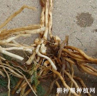 芦笋冠腐病如何防治？