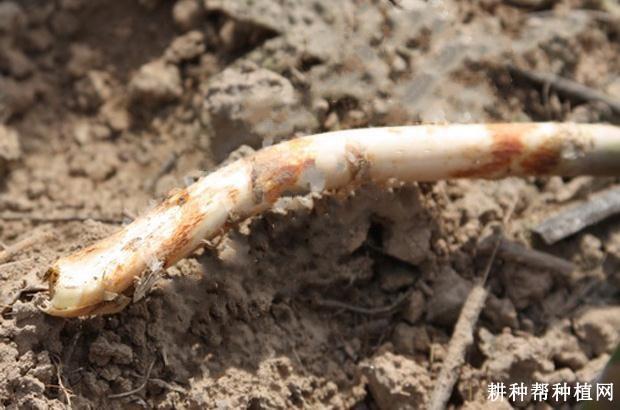 芦笋冠腐病如何防治？