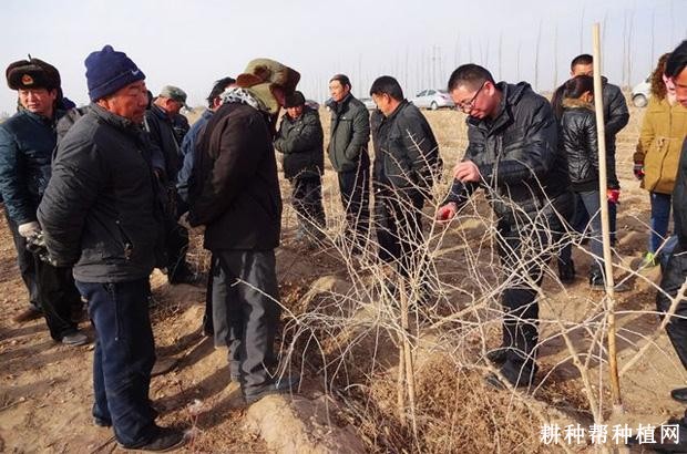 枸杞修剪有什么好处？