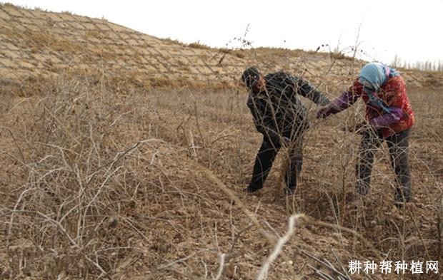 枸杞修剪有什么好处？