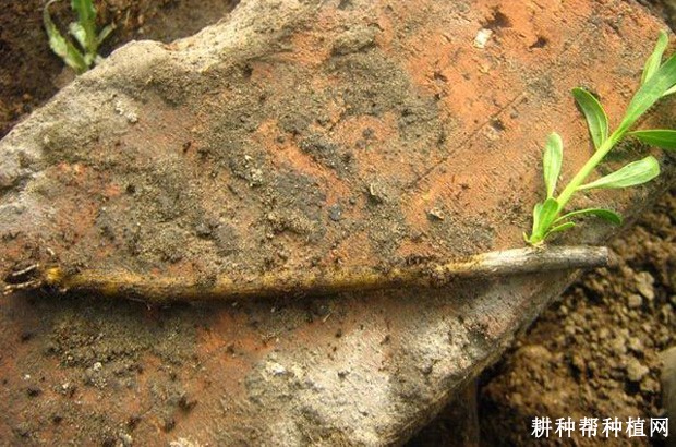 枸杞如何采用硬枝直插种植? 枸杞如何采用硬枝直插种植?