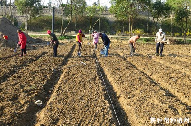 枸杞如何采用硬枝直插种植? 枸杞如何采用硬枝直插种植?