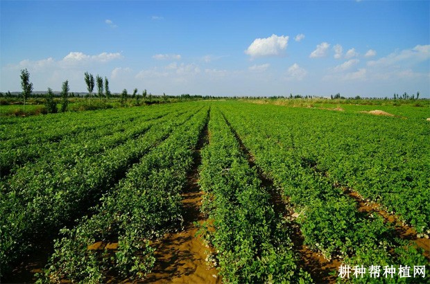 枸杞如何采用硬枝直插种植? 枸杞如何采用硬枝直插种植?