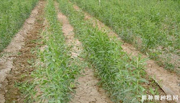 枸杞如何采用硬枝直插种植? 枸杞如何采用硬枝直插种植?