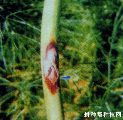 芦笋紫斑病如何防治？