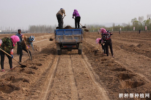 枸杞苗如何定植？