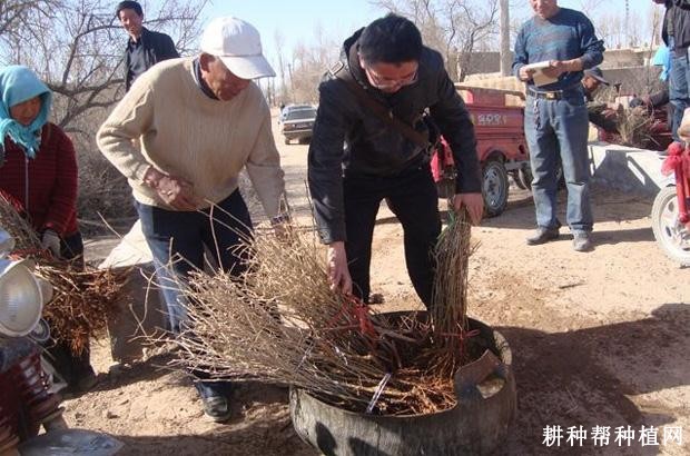 枸杞苗如何定植？