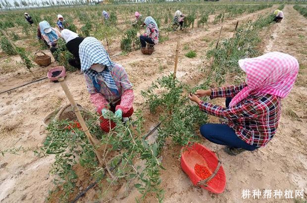 枸杞苗如何定植？