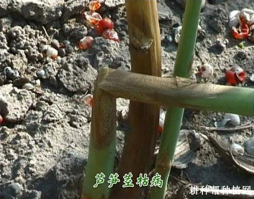 芦笋茎枯病如何防治？