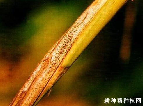 芦笋茎枯病如何防治？