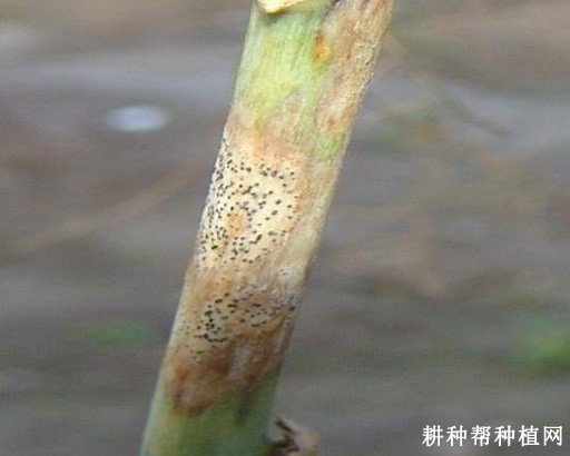 芦笋茎枯病如何防治？