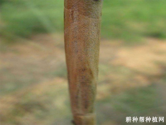 芦笋茎枯病如何防治？