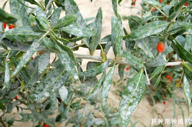 枸杞白粉病如何防治? 枸杞白粉病如何防治?