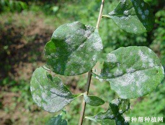 枸杞白粉病如何防治? 枸杞白粉病如何防治?