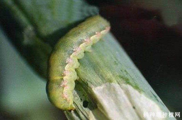 芦笋如何防治夜蛾？