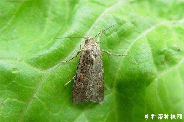 芦笋如何防治夜蛾？