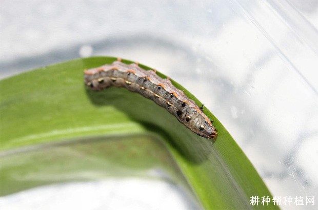 芦笋如何防治夜蛾？
