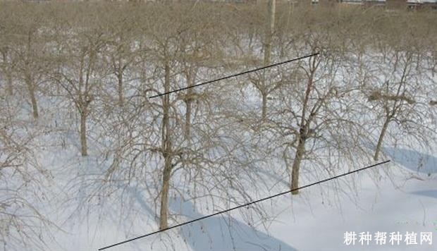 成龄枸杞树怎么样修剪? 成龄枸杞树怎么样修剪?