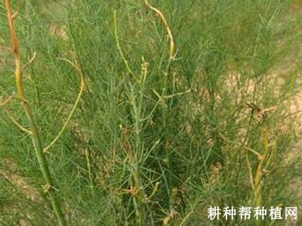 芦笋病毒病如何防治？